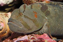 Monkeyface prickleback Monkeyface Prickleback Photo Monkeyface Prickleback photos Phillip