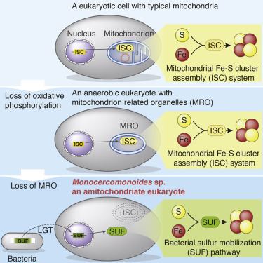 Monocercomonoides A Eukaryote without a Mitochondrial Organelle Current Biology