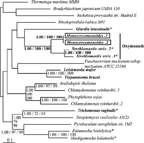 Monocercomonoides FIG 7 Phylogeny of PPDK This phylogeny groups the two oxymonads