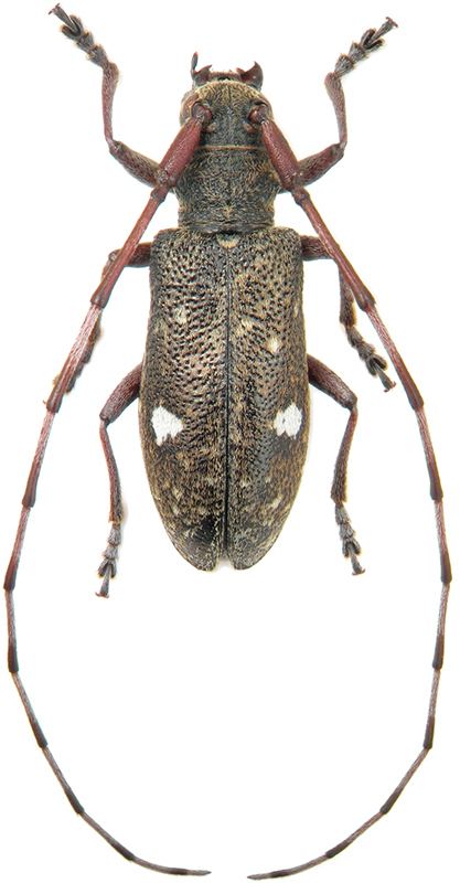 Monochamus Genus Monochamus Dejean 1821 Cerambycidae