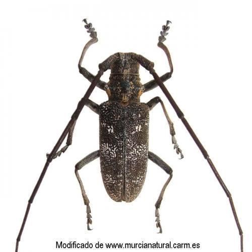 Monochamus galloprovincialis Monochamus galloprovincialis Agrolgica