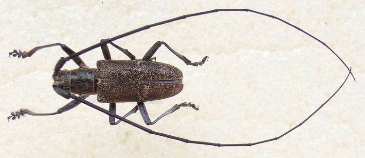 Monochamus galloprovincialis httpsuploadwikimediaorgwikipediacommons88