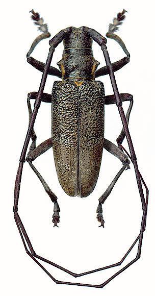 Monochamus galloprovincialis Monochamini Monochamus galloprovincialis Oliv 1795