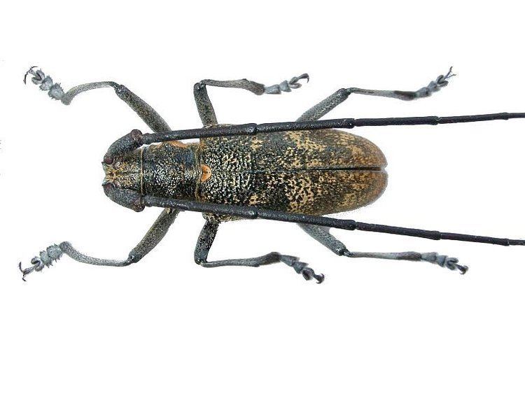 Monochamus galloprovincialis Image Monochamus galloprovincialis pistor Pine Sawyer Beetle