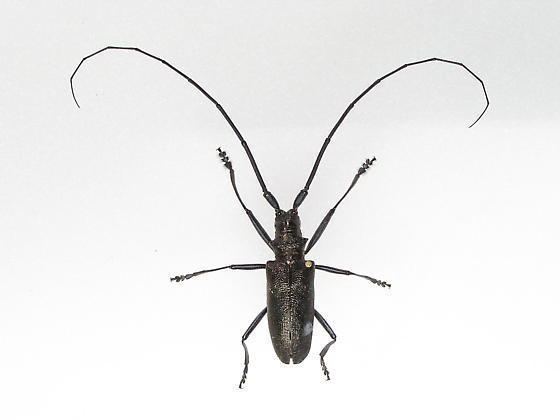 Monochamus scutellatus Monochamus Sawyer Beetle Monochamus scutellatus BugGuideNet