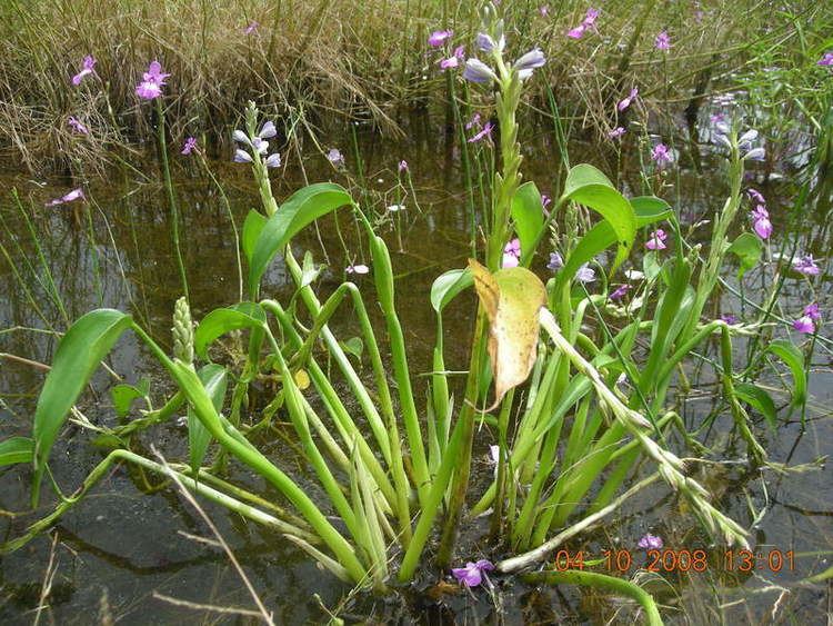 Monochoria Central African Plants A Photo Guide Monochoria brevipetiolata