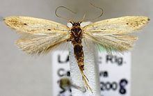 Monochroa divisella httpsuploadwikimediaorgwikipediacommonsthu