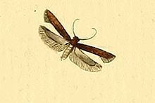 Monochroa tenebrella httpsuploadwikimediaorgwikipediacommonsthu