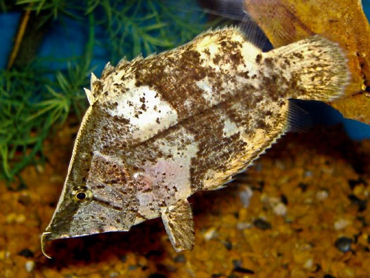 Monocirrhus polyacanthus wwwfishtanksandpondscoukgalleriesimagesfish