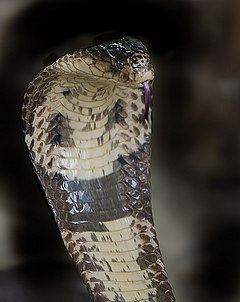 Monocled cobra httpsuploadwikimediaorgwikipediacommonsthu