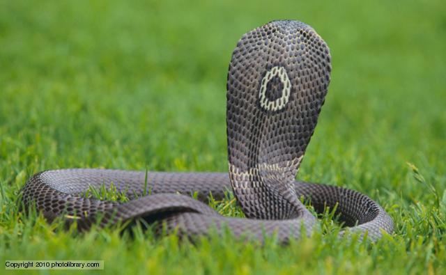 Monocled cobra BBC Nature Monocled cobra videos news and facts