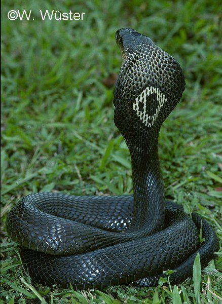 Monocled cobra Monocled Cobra Beautiful A snake and Charger