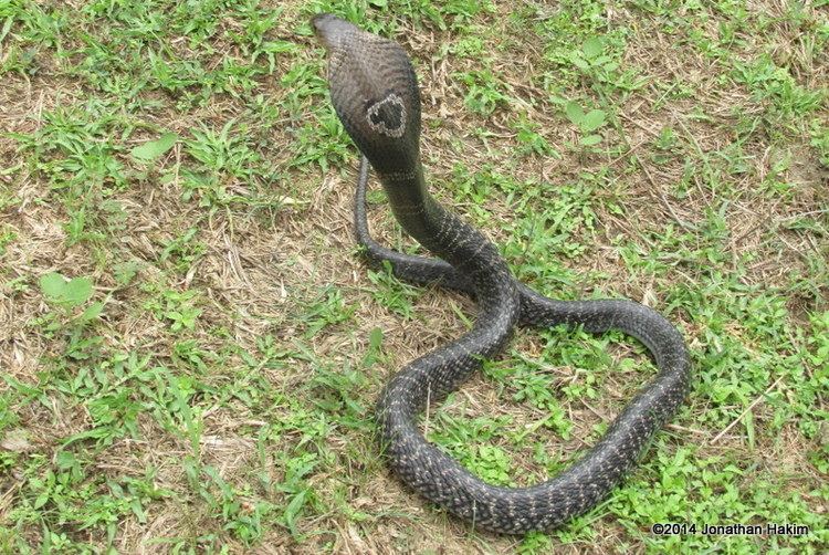 Monocled cobra Monocled Cobra Reptiles and Amphibians of Bangkok