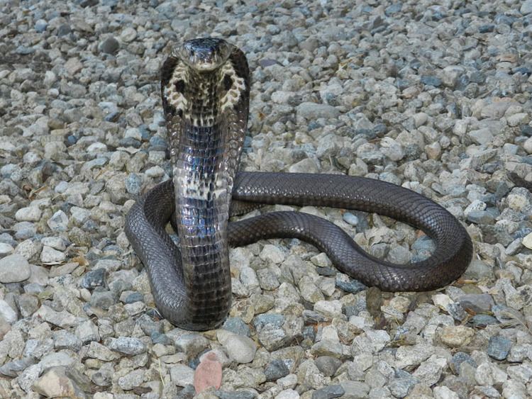 Monocled cobra Beware The Dangerous Monocled Cobra Buriram Times