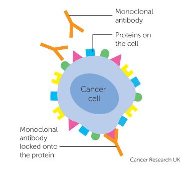 Monoclonal antibody About monoclonal antibodies Cancer Research UK