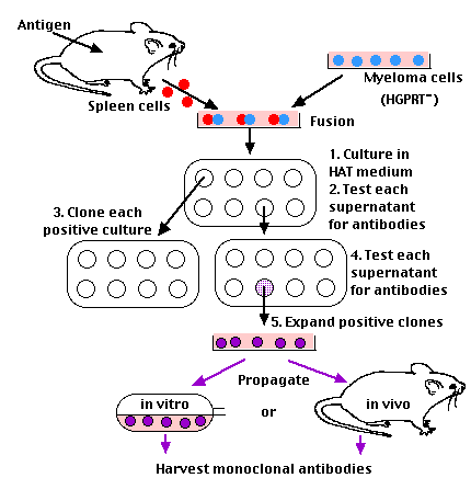 Monoclonal antibody Monoclonal Antibodies