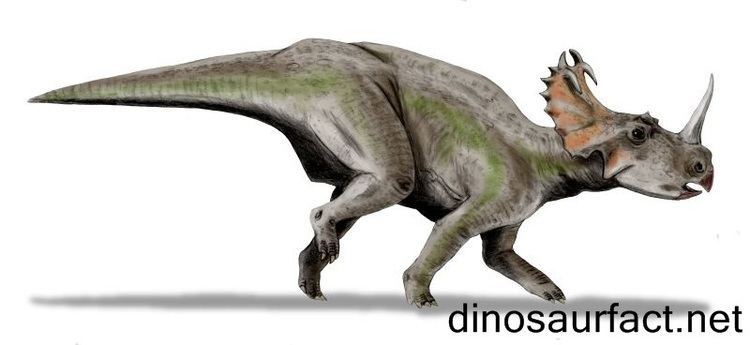 Monoclonius Monoclonius Dinosaur
