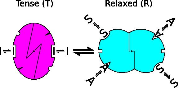 Monod-Wyman-Changeux model