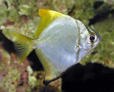 Monodactylus argenteus Mono Fish Moonfish Monodactylus argenteus Silver Moony Mono Argentus
