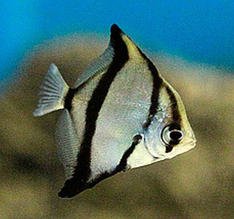 Monodactylus sebae wwwtropicalfishkeepingcomwpcontentuploads2