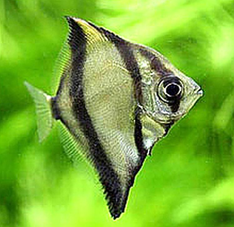 Monodactylus sebae Mono Sebae Monodactylus sebae Tropical Fish Keeping