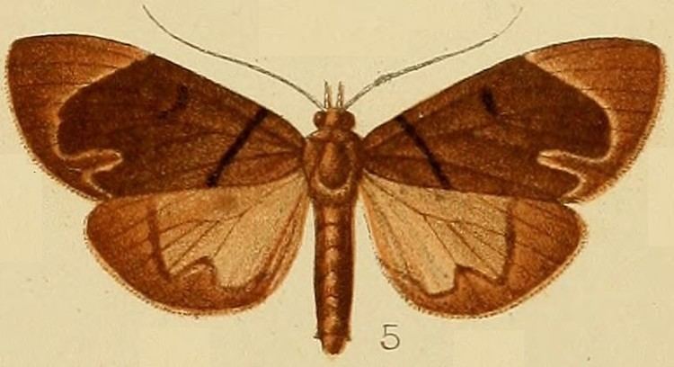 Monodonta (moth)