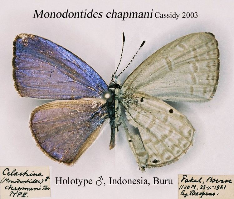 Monodontides chapmani