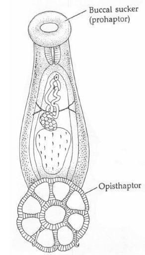 Monogenea Platyhelminthes FLUKES Class Monogenea