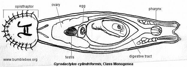 Monogenea Platyhelminthes flat worms flukes tape worms etc