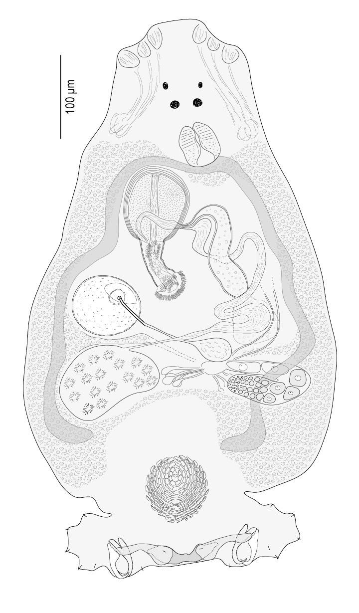 Echinoplectanum laeve body.jpg