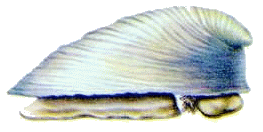 Monoplacophora Monoplacophora phylum Mollusca