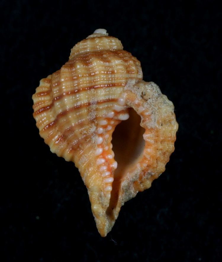 Monoplex lignarius