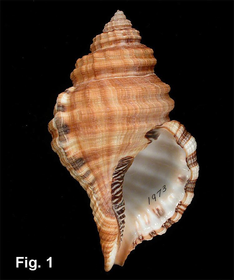 Monoplex parthenopeus seashellsofnsworgauRanellidaeImages07041jpg