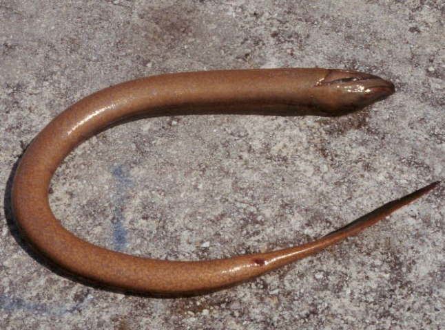 Monopterus Swamp eel Wikipedia
