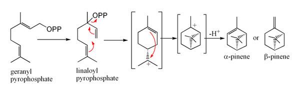 Monoterpene Monoterpene Wikipedia