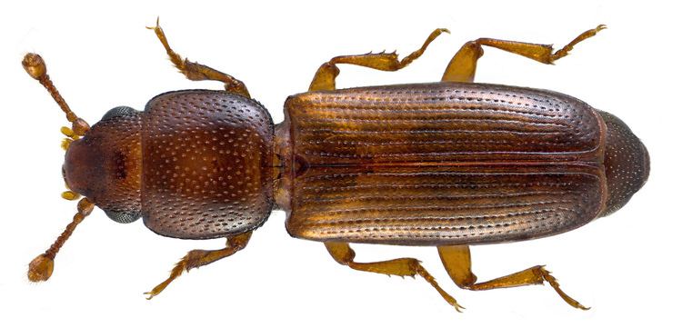 Monotomidae Coleoptera Family Monotomidae Flickr