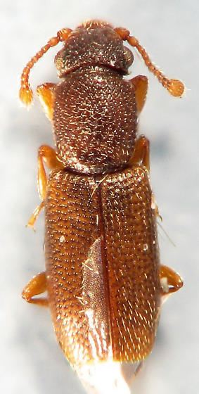 Monotomidae Monotomidae Monotoma longicollis BugGuideNet