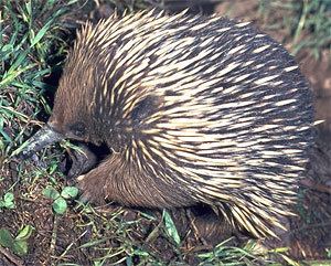 Monotreme wwwucmpberkeleyedumammalmonotremeechidna2jpg