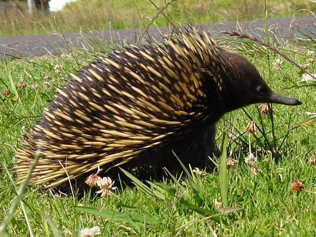 Monotreme Australian Wildlife Monotremes Platypus and Echidna