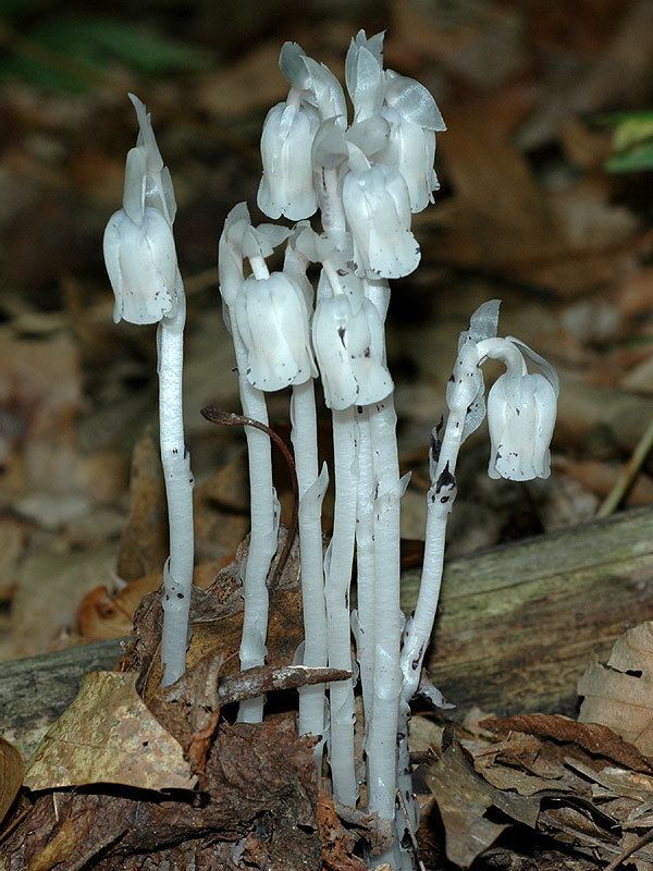 Monotropa uniflora Monotropa uniflora Indianpipe Discover Life