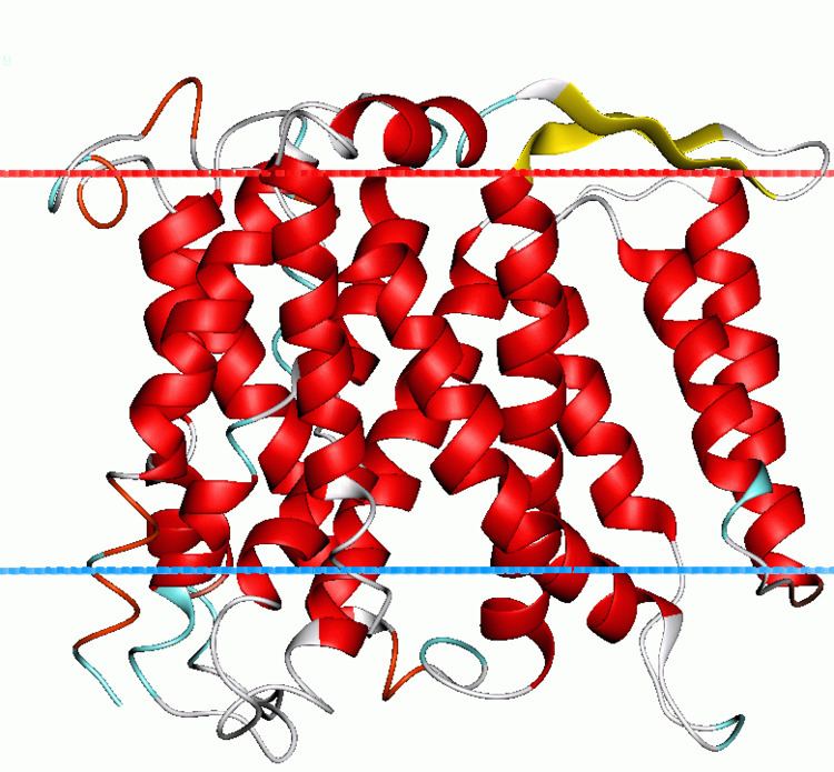 Monovalent cation:proton antiporter-1