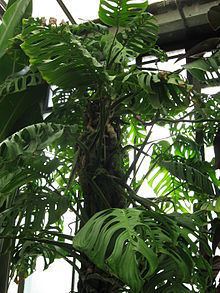 Monstera epipremnoides - Alchetron, The Free Social Encyclopedia