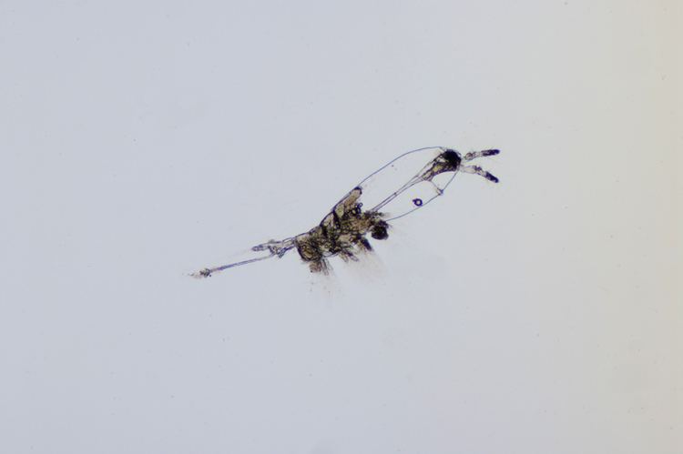 Monstrilloida wwwphotomacrographynet View topic a rare Copepod from the