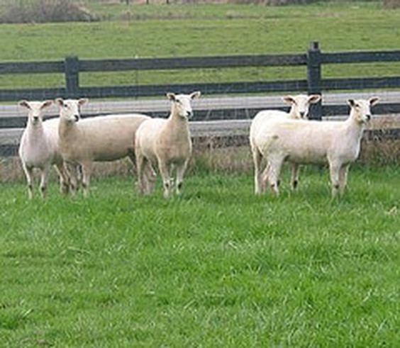 Montadale Montadale Sheep Montadale Sheep Breed Raising Sheep