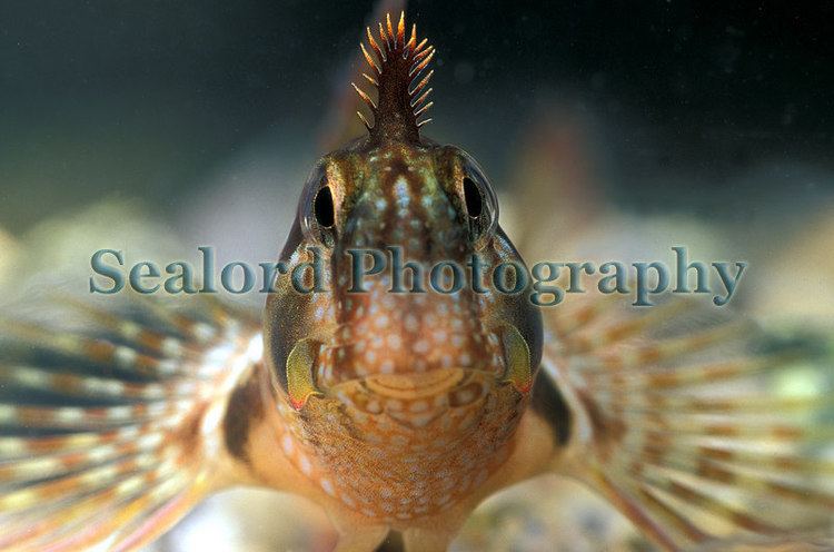 Montagu's blenny Guernsey fish faces sealord