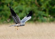 Montagu's harrier httpsuploadwikimediaorgwikipediacommonsthu