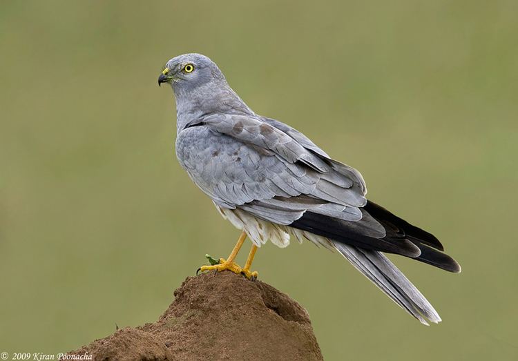 Montagu's harrier Montagu39s harrier Circus pygargus Bashkortostan