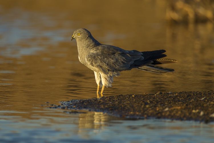 Montagu's harrier Montagu39s harrier Wikipedia