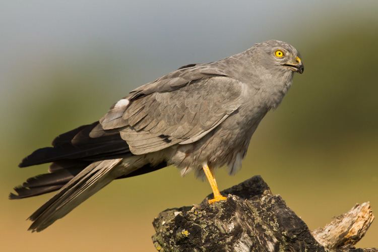 Montagu's harrier Montagu39s Harrier raptor Pictures Tag Cloud bird pictures