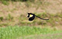 Montane widowbird httpsuploadwikimediaorgwikipediacommonsthu